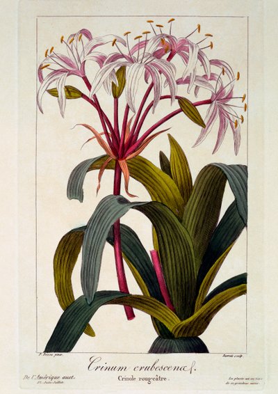 Crinum erubescens, 1836 - Pancrace Bessa